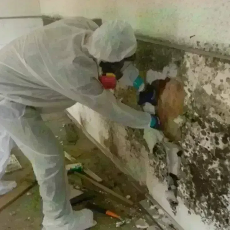 Mold Remediation and Removal in Atascadero, CA